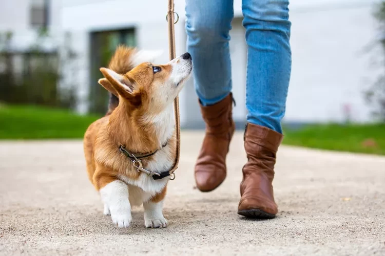 How to Leash Train a Dog That Pulls