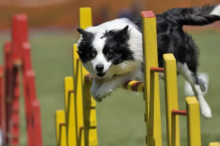 Why Almost Any Dog Can Do Agility Training